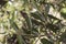 Leaves of Olea europaea, olive tree of dark grayish green color between shadows with greenish background light by flash