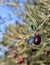 Leaves of olives and a mature fruit on the branch