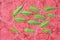 Leaves of one of the mint varieties on an abstract pink