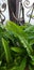 The leaves of one type of fern