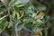 Leaves of an orange tree attacked by mite infection, leaf miner, mealybug or thrips