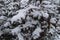 Leaves of Oregon grape covered with snow