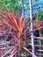 Leaves from ornamental plant of Dracaena Tricolor. Botanical background. Plant image.