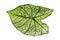 The leaves of the ornamental Taro plant are white with prominent green leaf bones that look clear and detailed