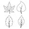 Leaves outline autumn symbols collection. Contour  of autumnal falling leaf. Sketch shape set isolated on white. Illustration of