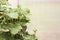 Leaves and ovaries of a young cucumber in a greenhouse. Growing vegetables. Copy space