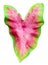 Leaves pattern of Caladium or Heart Of Jesus leaf isolated on white background,include clipping path