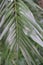 Leaves of phonix roebelenii dwarf date palm from laos
