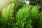 Leaves of pine tree or Oriental Arborvitae , Scientific Name