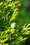 Leaves of pine tree Thuja, yellow and green background