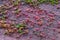 Leaves and pink wall