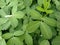 Leaves pinnately-compound of yellow peanut plant