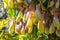 The Leaves and pitcher of Nepenthes. Tropical carnivorous predatory plant close-up. Natural background with exotic plants