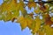 Leaves of a plane tree in autumn