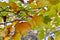 Leaves of a plane tree in autumn