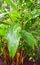 Leaves and Plant of Cardamom - Elettaria Cardamomum Maton - Malabar Elaichi - Spice Plantation in Kerala, India