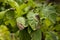 Leaves Plant Of Potato Stricken Phytophthora.