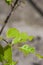 Leaves of plants damaged by beetles