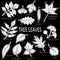 Leaves of Plants Pictogram Set