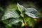 Leaves and Plants in Rainstorm