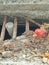 Leaves and plastic bottles  Stuck on the sewer steel grate