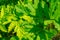 Leaves of poisonous hogweed close-up