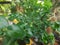 Leaves of Premna Microphylla Bonsai