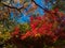 Leaves in the process of turning orange at the start of Autumn.