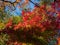 Leaves in the process of turning orange at the start of Autumn.