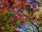 Leaves in the process of turning orange at the start of Autumn.