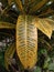 The leaves of the puring ornamental plant with the scientific name & x22;Codiaeum variegatum& x22; are yellow green