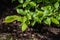 Leaves of Pyramidal European Hornbeam