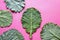 Leaves of rastan Collard greens, collards . Copy space