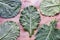 Leaves of rastan  Collard greens, collards    - popular leafy vegetables in Balkan cuisine