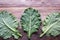 Leaves of rastan  Collard greens, collards   on rustic table. Copy space