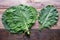 Leaves of rastan  Collard greens, collards   on rustic table. Free space for text