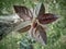 Leaves of a reddish shade of a young apple tree. Natural background