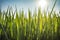 the leaves of the rice plant were still small on a dewy morning