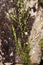 Leaves on a rock wall