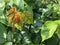 Leaves of a rose with dew drops. Abstract textural background. Nature.