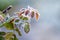 Leaves of roses covered with frost. First Frost in the Autumn