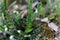 Leaves of a Rustyback fern Asplenium ceterach