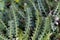 Leaves of a Rustyback fern Asplenium ceterach