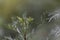 Leaves of Santonica, Artemisia cina