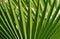 Leaves of Saw Palmetto palm Serenoa repens.