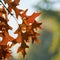 Leaves of a scarlet oak Quercus coccinea with reddish coloration in a park