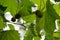 Leaves and seed pods of London plane tree Platanus x hispanica or Platanus Ã— acerifolia