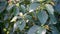 Leaves and seeds of Cinnamomum camphora , Commonly known as Camphor. Uttarakhand India