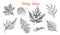 Leaves set, Flower and medicinal herb. Rustic decorative plant. Wedding botanical garden. Vector illustration. engraved