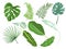 Leaves set of various plants vector illustration flat